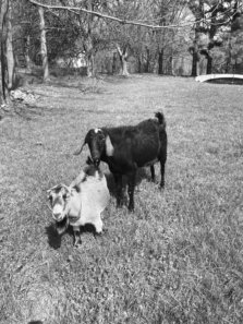 Gordon Lewis street photography goats
